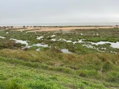 Marshes!